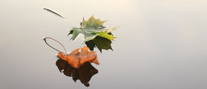 Löv i vatten